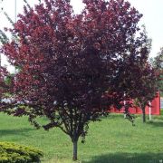 Черемуха Краснолистная (Purpurea)
