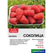 Малина 