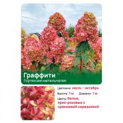 Гортензия Граффити (Graffiti) метельчатая