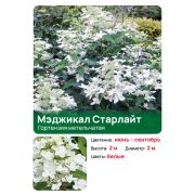 Гортензия Мэджикал Старлайт (Magical Starlight) метельчатая