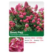 Гортензия Вимс Ред (Wim's Red) метельчатая