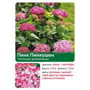 Гортензия Пинк Пинкушен (Pink Pincushion) древовидная