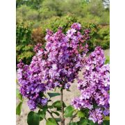 Сирень Виолетта (Violetta)
