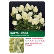 Гортензия Коттон крем (Cotton Cream) метельчатая