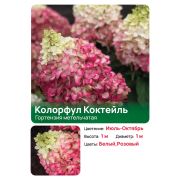 Гортензия Колорфул Коктейль (Colorful Cocktail) метельчатая