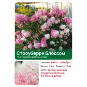 Гортензия Строуберри Блоссом (Strawberry Blossom) метельчатая