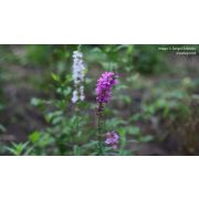 Дербенник Хеппи Лайт белый (Lythrum salicaria Happy Light)