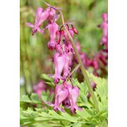Дицентра исключительная (Dicentra eximia)