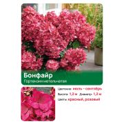 Гортензия Бонфайр (Bonfire) метельчатая