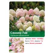 Гортензия Саммер Лав (Summer Love) метельчатая