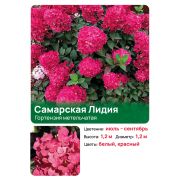 Гортензия Самарская Лидия (Samarskaya Lidia) метельчатая