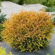 Туя западная Голден Таффет (Golden Tuffet) h15-20см
