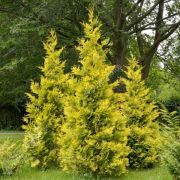 Туя западная Голден Брабант (Golden Brabant) h30-40см