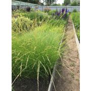 Овсяница Мэра (Festuca mairei)