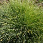 Осока Гладконосая (Carex leiorhyncha)