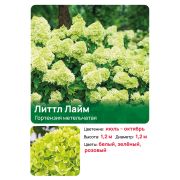 Гортензия Литтл Лайм (Little Lime) метельчатая